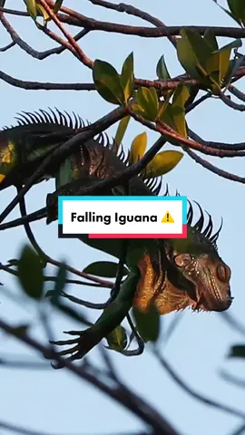 Forecasters in Florida warn of falling iguanas because of the cold.