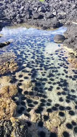 #seaurchins