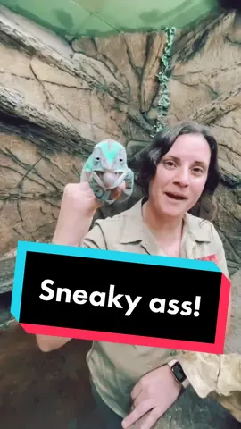 #stitch with @thereptilezoo #foryoupage #fyp #foryou