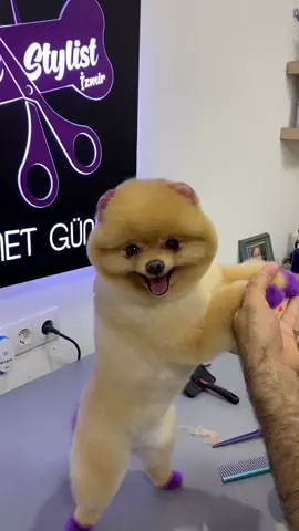 #tiktokturkey #doggie #dogsofttiktok