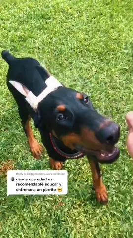 Reply to @kageymaeditsuwu Como enseñar el comando de sentado en menos de 10 minutos. #DogTraining #entrenamiento #doberman #fyp