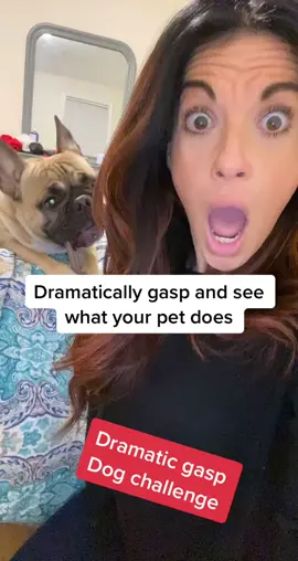 Drama queen #elchapothefrenchie #puppiesoftiktok #puppies #drama #smushyface #omg