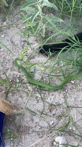 Batman the ranch cat with a sneaky snake #snake #cat #animalsoftiktok #stunt #catsoftiktok