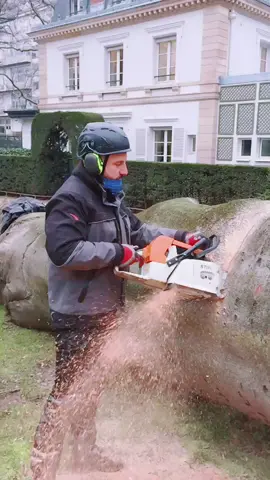 #jardinduluxembourg #tronconneuse  #bucheronnage #viral #pourtoi #arbre