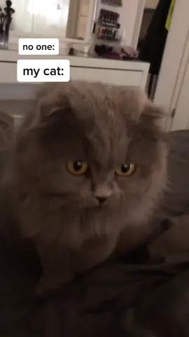 ✨I don't need an alarm clock✨ #catsoftiktok #cat #katze #fyp #morning