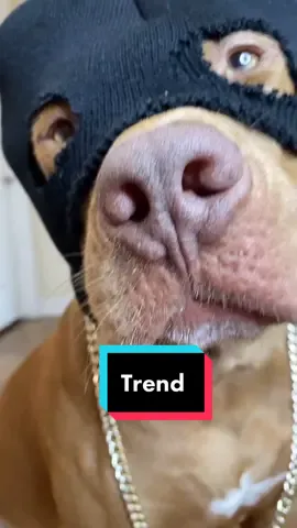 #trend #trendy #viral #dogsoftiktok #fyp #foryou #pitbull