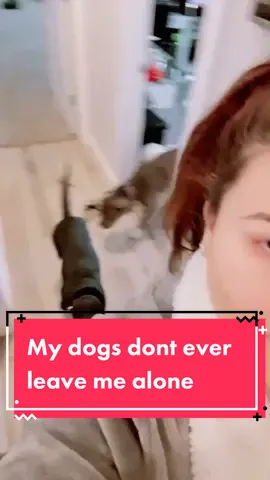 Everywhere I go they go lol #dogsoftiktok #dogs #foryou #fyp #ItWasntMe #DoTheScottsSlide  #puppiesoftiktok #doglove #doghumor