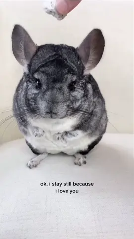 putting chinchilla toys on phil’s head 🐭🐾 #cutie #goodboy #thoughts