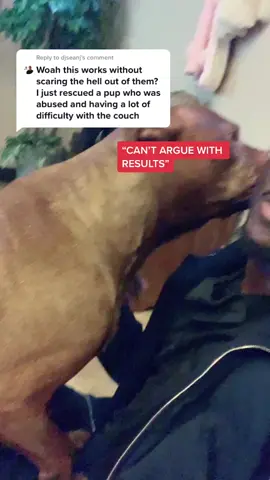 Reply to @djseanj TikTok Trainer Squad Can’t Wait To Stitch That Last Video But Did It Work For These Dogs Though? 🤷🏿‍♂️💅🏿 ~ #pitbull #dogtrainers