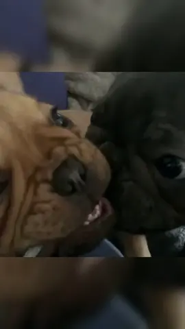 Frenchie fighting 🤣#foryou #4you #fyp #viral #blowup #blowthisup #frenchielover #frenchies #viral_video #tiktokdog #funnybulldog