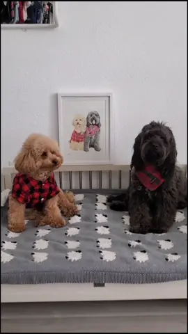 #dogart  #portrait #dogs #poodles #drawings #tiktokdog