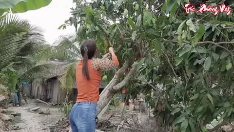 hihi tết tết