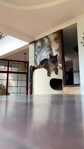Jump. #mainecoon #cat #vivo #felisgallery #catsoftiktok