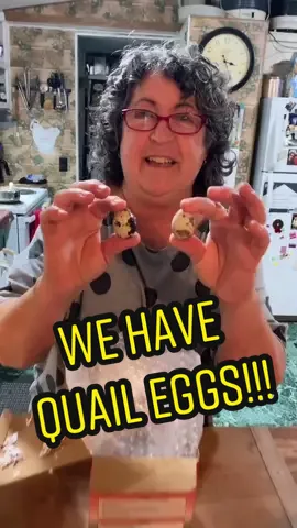 Our friend sent us Quail eggs! Next up on the #FunnyFarm...BABY QUAIL!!! Yay! #fyp #foryou #farmlife #farmer #quail #mom #baby #bird #foru #howto