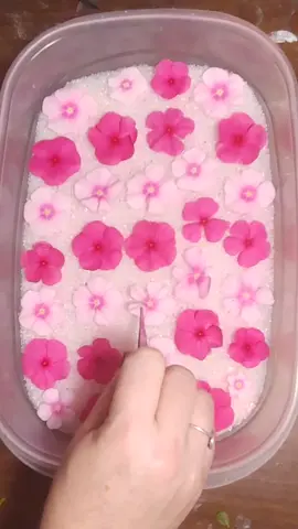 #flowers #MommaScarlets #mymothertoldme #nerodivergent