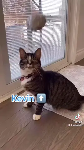 #catsoftiktok #justcats #gingercats #blackcats #kevin