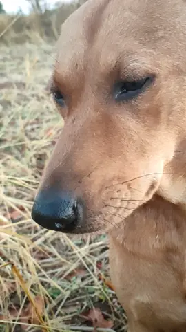 แล้วมันเกิดอีกหยังกับความฮักเขา#ซีนอารมณ์น้องแดง #แรกตั้งใจฮัก