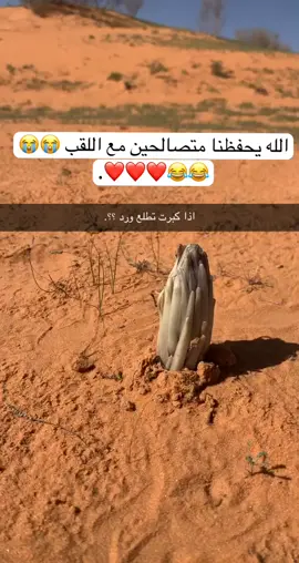وش معيارتكم ؟ 😂😂😂♥️ #شمر #الشمري #اكسبلور  #اكسب .