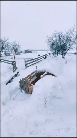 Куриный дворец. #куры #животные #ферма #хозяйство #деревня #россия #природа #здоровье #интересно #полезно #лайфхак #лучшее #изобретение #теплица #топ