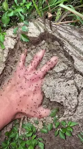 Fire ants are way worse than ￼ Carpenter ants 🐜 😩 #foryou#ant#florida#crazy#￼savage￼