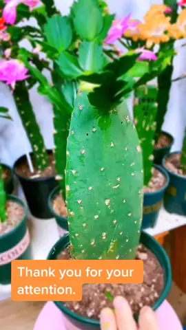 Isn't it very nice to graft like this#plants #garden #plant #gardening #fyp