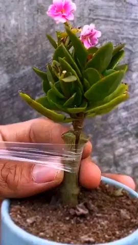 The plants I used to graft have sprouted now#plants #garden #plant #gardening #fyp