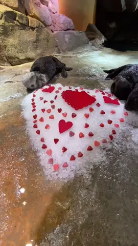 L is for the way our sea otters look at their snacks 🦦😍 #foryou #fyp #Valentine’sDay #L O V E