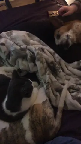 💚 #valentines #dogpile #dognaptime #cattledog #australianshepherd #australiancattledog #dogfriendship #catsoftiktok #chihuahua #sleepover