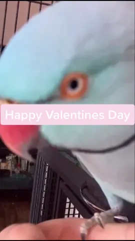 Happy Valentines Day heres a ✨Kiss✨ #kiko #parrot #bird