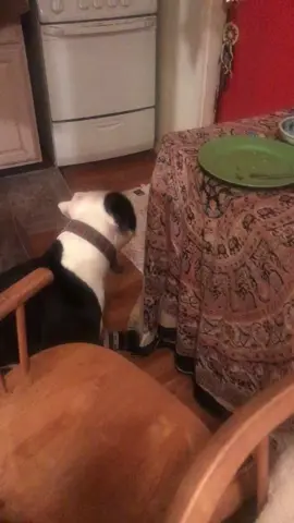 Play with me plz #dogs #dogmom #pitbull #rescuedog #Love #cute #sweet #funny #animals