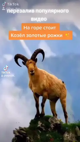 на горе стоит козёл 🐐....#реакция #нагорестоиткозёл #золотыерожки #пареньдевушкуебет #рекомендации #рекомендацii #дуэт
