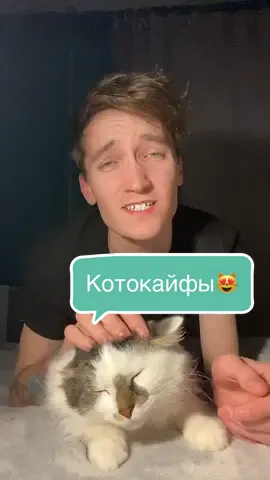 А как вы проводите вечера ? 😻 #кот #балдежь #cat #catsoftiktok #sambrown #dontstop #recommendations #tiktok