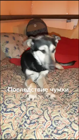 Собачья чумка опасное и смертельное заболевание.эта собака выжила,но без последствий не обошлось😔