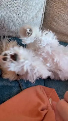 Here’s your Monday serotonin boost 🥰💗🥺￼ #happy #cute #fyp #puppy #dog #monday #trulyglowingselfielove