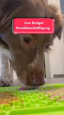 Mein bester Amazon Fund 😂✋🏻🙏🏼  #dogs #lowbudget #amazonfinds #amazon #dogtoys
