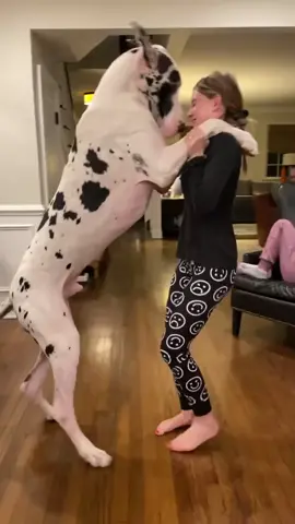 Do you think I’m cute? #danesofinstagram #greatdane #greatdanesoftiktok #greatdanelove #loverboy #greatdanemoments #cutedog #mydoggo #harlequin #dogs