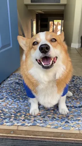 You have to watch what you say to him #dogsoftiktok #funny #food