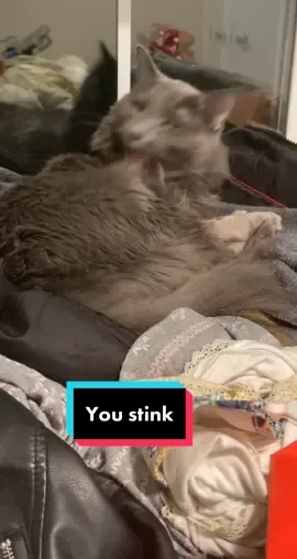 I swear he understands me 👀 #fyp #foryoupage #modelotime #parati