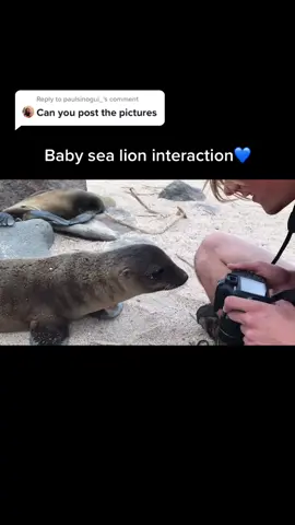 Reply to @paulsinogui_ Sure! Thanks for the great idea! This little one was so cute🥺 #sealion #galapagos #equador#wildlife  #cute#fyp #nature#foryou