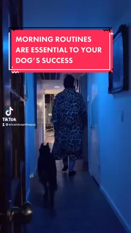 Morning Routine Is Essential To Your Puppy’s SUCCESS! ~ #DogTraining #goodpuppy #gooddogs #servicedogintraining #servicedog #malinois #fyp