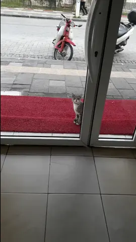 AÇIKMIŞ ET İSTİYOR😕#animalplanet #kedi #cat #kittycat #kittylove #hayvansever #animal #hayvanlar #hayvansevgisi #animalchallenge #animallov #kedicik