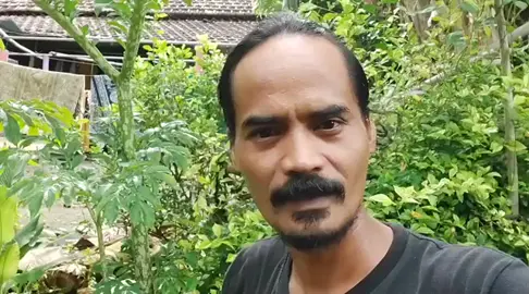 the king of suweg ,,, jarang update gaesss ngurusi rondo bolong #matordul #foryou #ordul #fyp #ordullovers #orduluaslı #orangkayanasional #ordulmania