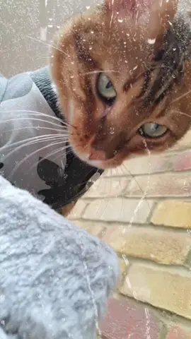 #bengalsoftiktok #catsof #myguy #zebedee #zebedeegeorge