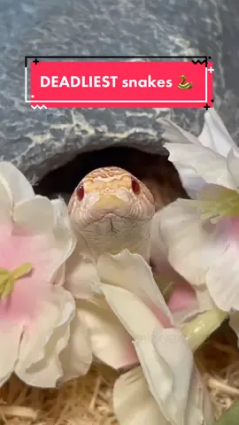 Hognoses ARE in fact #venomous Their bites will usually produce localized swelling and irritation in humans #hognose #westernhognose #snake #reptile