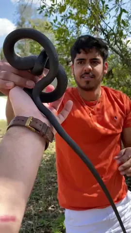 Black Racer catch with the boyyyyy @lick_nopez #fyp #herping