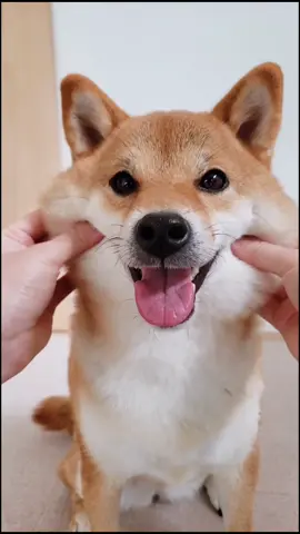 冬毛最高🐶❤️ #柴犬 #dog #dogsoftiktok #fyp