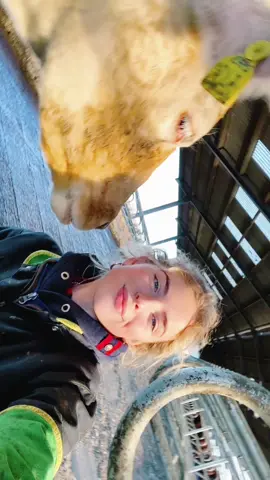 Everyone has there favourite cow #agri #countrygirl #agrigirl #johndeere #countrylife #countrylife #agriculture