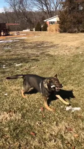 I had to stop the video at the end...you’ll see why #copsoftiktok #dogsoftiktok #k9unit #workingdog #happydog