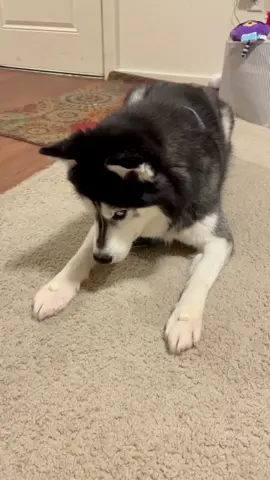 Tricks Haiku can do part 4! #haikuthehusky#foryoupage#viral#fyp#dogsoftiktok#animal