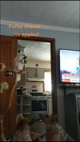 Sharing Furby #furbythebirb #cockatoos #cockatoosoftiktok #birdsoftiktok #birdtok #dogsoftiktok #sharing